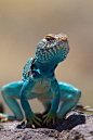 Blue Lizard | Cutest Paw