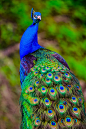 India-Blue Peacock [Pavo cristatus]   ...........click here to find out more     http://googydog.com