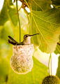 Hummingbird in Nest