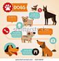 Vector set of infographics design elements - dogs and pets in flat style - stock vector