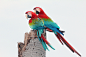 Photograph Red-and-green Macaw II by Itamar Campos on 500px