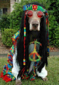 Hippie Hound dog, Laurie Wagoner