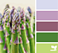 asparagus brights