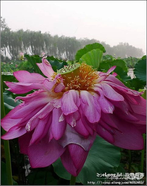 白洋淀上荷花美 多图, 神奇的生物演化旅...