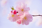 Photograph Cherry blossom by Ruslan Hrushchak on 500px