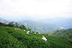 Taors采集到「禅 茶 道」