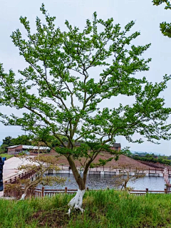 依旧竹声采集到· la丨植物配置/品种参考