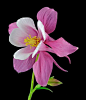 Aquilegia