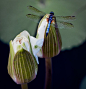 Blue Dragonfly