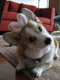 Is this the Easter Bunny? Of course not.. it's the Easter Corgi!