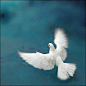 12882503741307、freedom、Peace、bird、飞鸟集