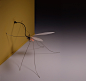 Mosquito on Behance