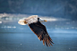 An Ameican Bald Eagle by Benjamin King on 500px