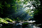 Photograph Shiny Forest by Junya Hasegawa on 500px