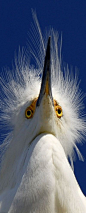 Cattle Egret