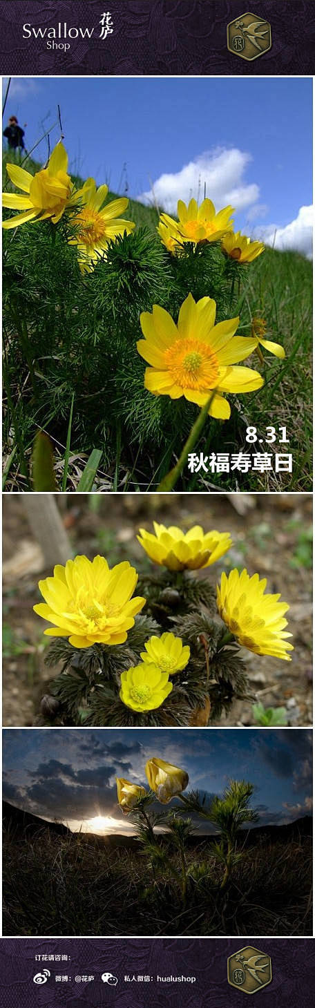 [花语·8月31日·秋福寿草日】奉献之爱...