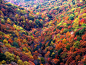 A Sea of Fall Color