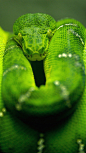 Green snake