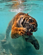 tiger underwater snarling