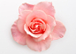 树荫,粉色,花,光,花朵_122612201_Rose_创意图片_Getty Images China