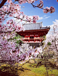 Ninna-ji Temple, Kyoto, Japan, World Heritage