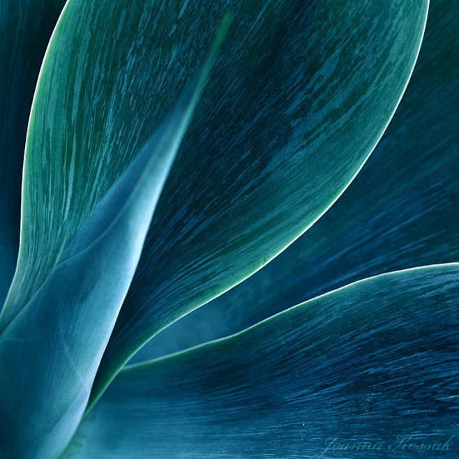 Agave Abstract 7 by ...