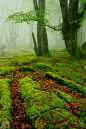 Mist and Moss, Bosque Country, Spain
