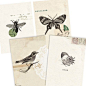 Birds and the bees Set Digital PDF ACEO Tags for by tabithaemma, $4.70