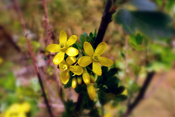 Ribes odoratum Wendl...