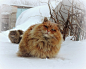 西伯利亚猫，好想在冬天抱一只当暖炉。不过这么霸气侧漏让人有点怕呢~