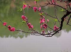 水公采集到桃花   T