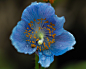 Blue Poppy (by Giovanni88Ant) 