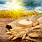 麦穗与面粉 图片素材(编号:20130825075307)-食材