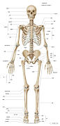 人体骨骼图 人体骨骼结构图 人体骨骼解剖图 : 问题：如何才能每天都收到这样的文章呢？ 人体骨骼图，人体骨骼结构图。人体骨骼是怎样生长的？人体骨骼共有几块组成？一起来一一了解并学习下人体的骨骼结构吧！ 人体骨骼结构图 人体骨骼共有几块组成？人体共有206