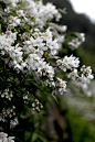 绣球花科  Hydrangeaceae  溲蔬属