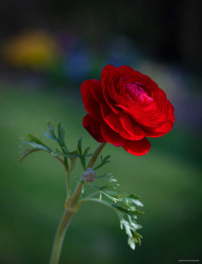 Ranunculus