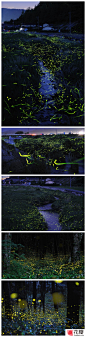 #花瓣爱摄影#2008-2011年摄于日本马庭和冈山县周边，6、7月份雨季电闪雷鸣后萤火虫飞舞的画面。拍摄时使用较慢的快门速度，虽然霓虹绿和凝结尾流黄的结合呈现好像给整个景物进行了技术处理，但这千真万确是实景实物。