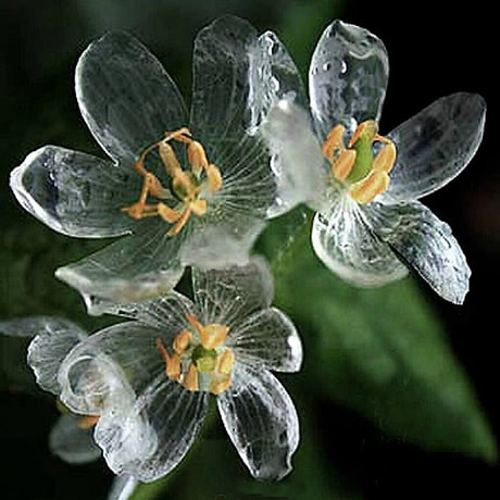 在日本本州岛北部有一种山荷叶花，每当淋雨...