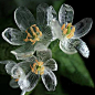 在日本本州岛北部有一种山荷叶花，每当淋雨后会花朵就会变得透明，美哭了。