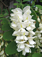 Black Locust Flowers 五月槐花串串香 | Flickr – 相片分享！