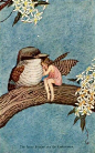 by Ida Rentoul Outhwaite