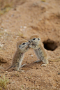 Baby prairie dogs