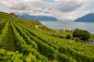 Inna Didenko在 500px 上的照片Vineyards