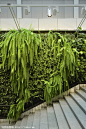 植物墙花卉产业发展对策_锦葵植物墙 http://jinkui.me