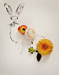 Kari Herer:花卉与插画的创意结合