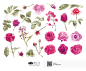 [美工云]Roses-Floral七夕情人节玫瑰花卉剪辑艺术素材_PNG：