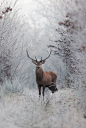 “ Frozen | Nicolas Le Boulanger ”//