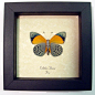 Butterfly: Callithea Davisi verso | Real Butterfly Gifts Framed Butterflies and Insect Displays