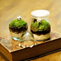 苔藓微景观 绿植 护眼 绿化环境 趣味 创意礼物-淘宝网