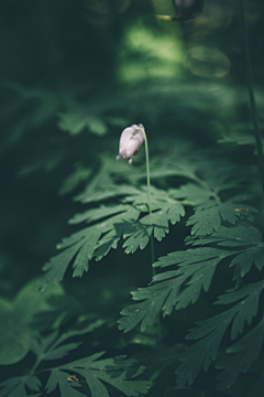 冰渣采集到植物